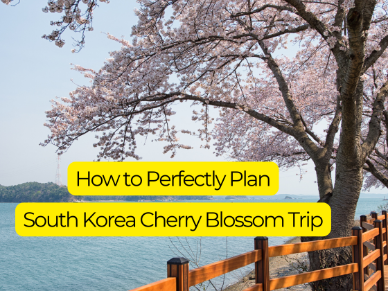 how to perfectly plan south korea cherry blossom trip